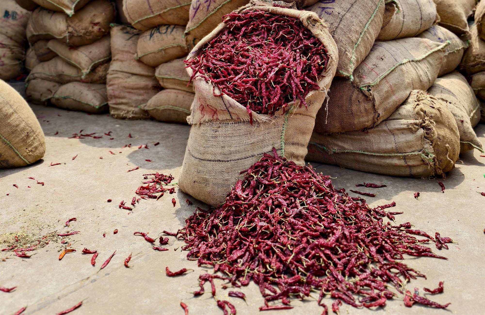 Byadgi Chilli High ASTA Color Export Grade